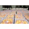 Natural Sweet Seedless Fresh Navel Orange 95% Hesperitin For Refrigeration Stored