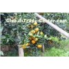 30 - 55mm Juicy Organic Fresh Mandarin Oranges Citrus With Folate , Beta-Carotene