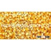 VN YELLOW CORN