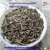 Sunflower Seeds5009 on Sale