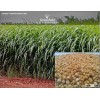 White Sudan Grass Seeds ( Sorghum Sudangrass )