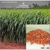Red Sudan Grass  Seeds ( Sorghum Sudan )