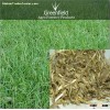 Dinanath grass seeds ( Pennisetum pedicellatum )