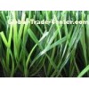 W Shape 50MM Height Football Artificial Grass Turf 3/4 Inch Gauge