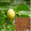 Guava Fruit Tree Seeds  ( Psidium guajava )