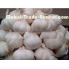 New Crop Fresh Pure White Garlic 5cm 5.5cm for Southeast Asia , Middle East