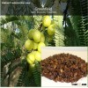 Aonla Fruit Tree Seeds ( Emblica officinalis )