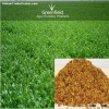 Alfalfa grass seeds ( Medicago sativa )