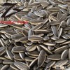 Best Sunflower Seeds 5009 on Sale by Factory