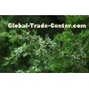 Pure Chinese Weeping Cypress Leaf , Chinese Herbal Medicines