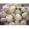 Thick Bright Skin Organic Pure White Garlic 4.5cm No Pests