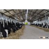 Steel structure milch cow shed turnkey project