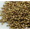 Coriander Oil,Coriander seed oil,Coriander essential oil,CAS.8008-52-4