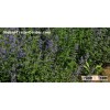 wormseed oil,pure natural wormseed oil,wormseed essential oil