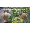 Camellia oil,Camellia Seed Oil,Organic camellia seed oil