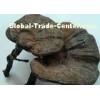 Brown Ganoderma Lucidum / Reishi Extract 30% Polysaccharides for Chemotherapy patient