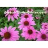 Chinese Echinacea Herb Extract with 4% Polyphenols for Food Additives