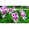 CAS 865-21-4 Catharanthus Roseus Reference Substanc Plant Extracts