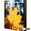 P6 Indoor LED Display