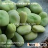 Frozen Broad Beans