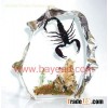 Real bug,insect in man-made amber Desktop decoration,office gift,Specimen Models,insect Specimens.