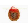 Elegant Charm Sexy Gold Christmas Decorative Masquerade Masks