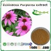Echinacea Purpurea Extract