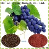 2016 hot sale factory supply Naturel 95% Grape Seed P.E extract