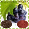 GMP Certified Factory Supply Natural Grape Seed P.E.