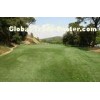 6300Dtex Field Green PE Golf Artificial Grass Lawns