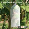 Banana Growing Bags