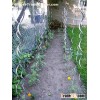 Tomato spiral stakes