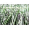Field Green Bicolor Thiolon Football Artificial Grass Lawn Soccer Pitches 12500Dtex