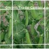 Extruded Plant Support Netting For Beans , Peas , Legumes