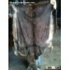 Wet Salted Donkey Hides, Horse Hides, Cow Hides Etc