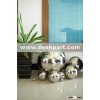Stainless Steel Balls