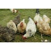 Chicken Wire