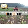 export potato cutting machine