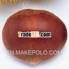 chestnuts wholesale