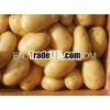 2012 fresh Holland Potato 100g up