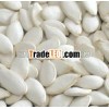2012crop top quality pumpkin seeds