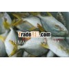 Frozen Golden Pompano,Silver Pomfret