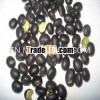black bean Inner Mongolia