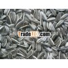 Sunflower seeds 5009 2011 New Crop