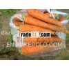 2011 New Crop Carrot