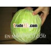 Fresh Chinese round cabbage