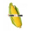 Quality Golden yellow corn