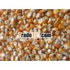YELLOW MAIZE NEW CROP
