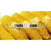 Golden yellow maize