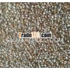 MILLET SELL FOR CATTLE FEED/BIRD FEED/ANIMAL FEED